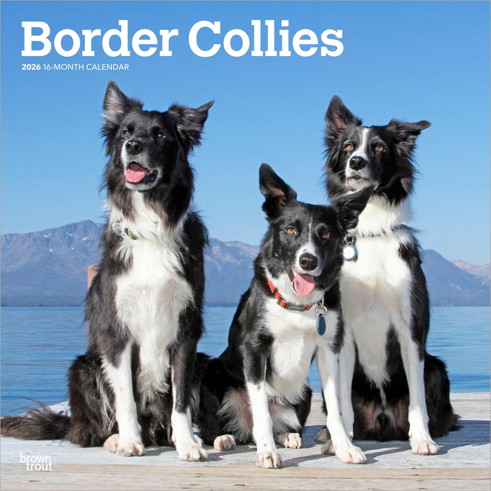 Border Collie Dog Breed 2026 Wall Calendar – Full Size 12x24 – Made In USA – MegaCalendars