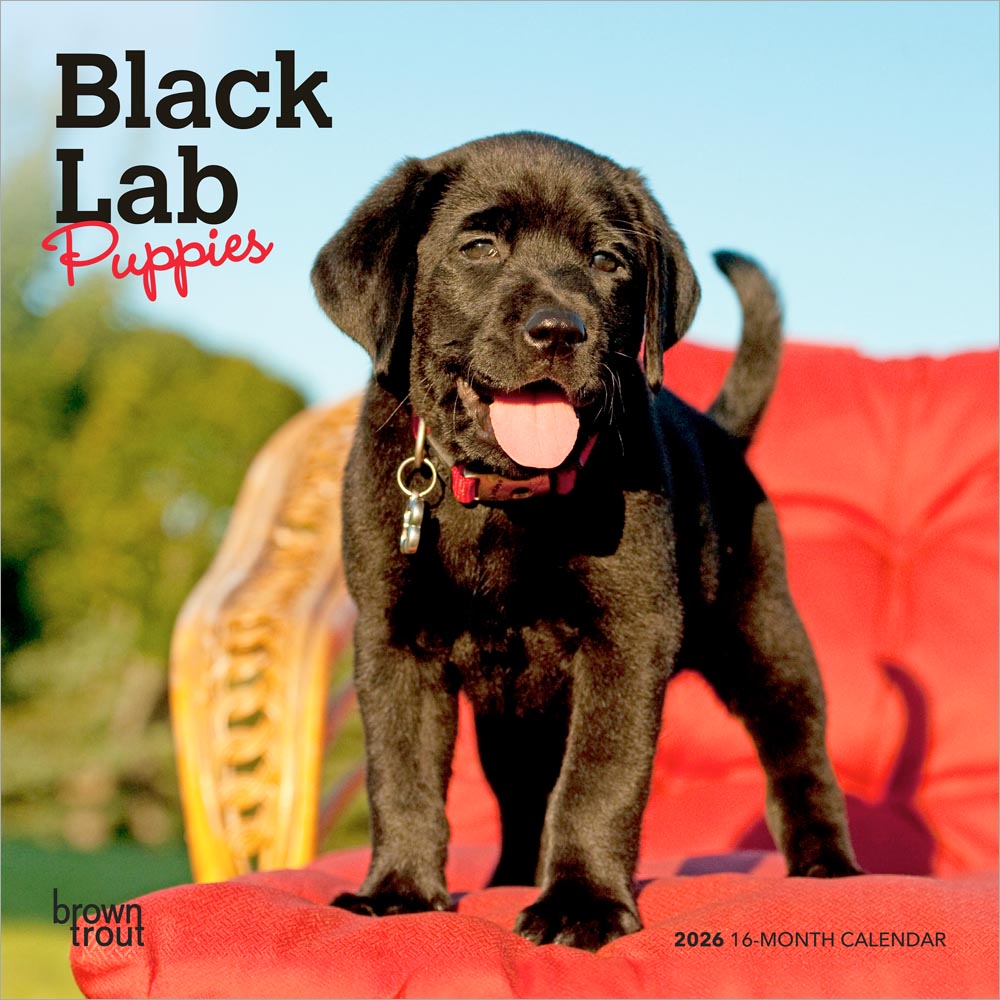 How Much Is A Black Lab Puppy Worth