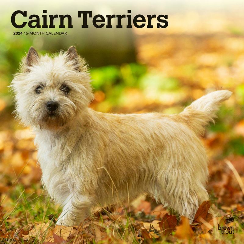 Cairn Terriers 2024 12 x 24 Inch Monthly Square Wall Calendar