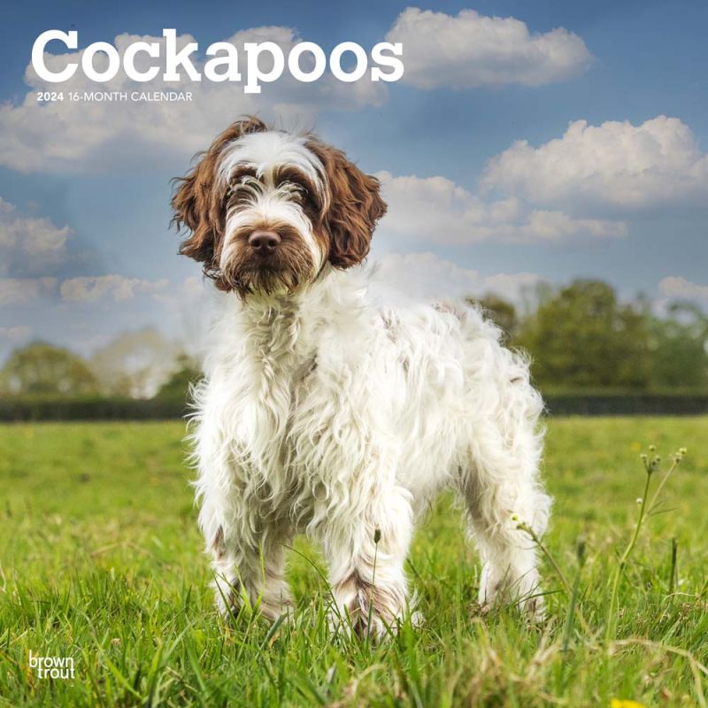 Cockapoos 2024 12 x 24 Inch Monthly Square Wall Calendar