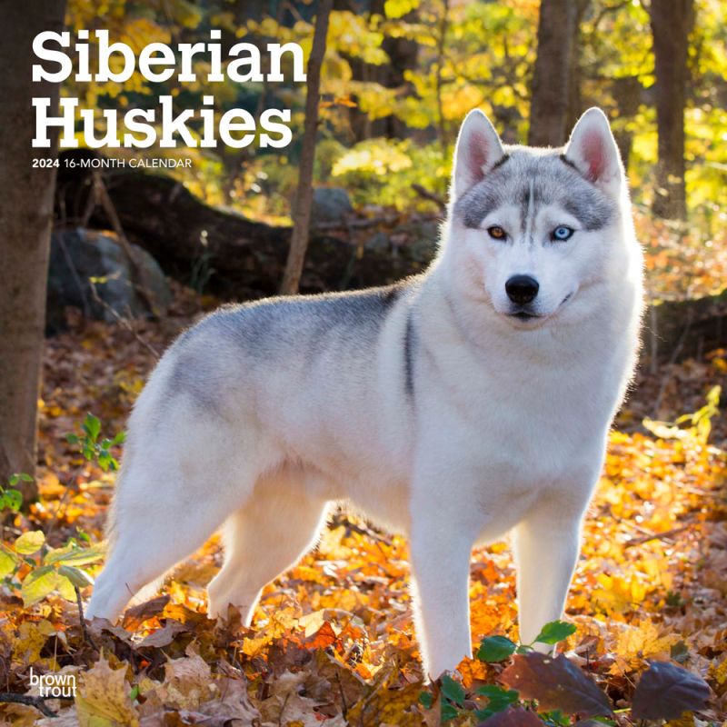 Siberian Huskies | 2024 12 x 24 Inch Monthly Square Wall Calendar