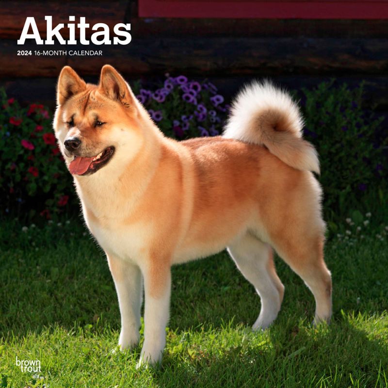 Akitas 2024 12 x 24 Inch Monthly Square Wall Calendar