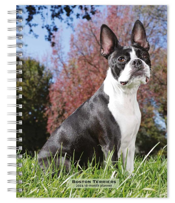 Boston Terriers 2024 6 x 7.75 Inch SpiralBound WireO Weekly