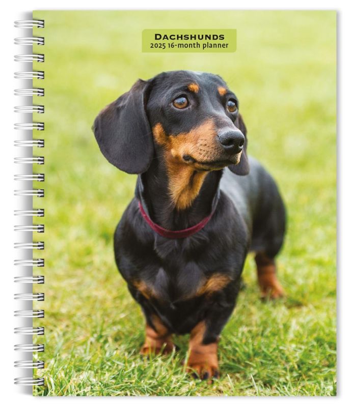Dachshunds 2025 6 x 7.75 Inch SpiralBound WireO Weekly Engagement