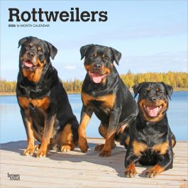 thumbnail image 2 of Rottweiler Puppies Calendar 2026: Monthly Wall Calendar With Notes 2 of 11